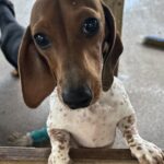 Duncan Donald Rucker - Male - Dachshund - Short Haired - Red/White Piebald