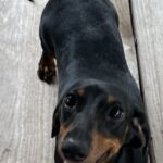 Dee Dee’s little Dee - Female - Dachshund - Short Haired - Black/Tan