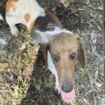 April - Female - Dachshund - Short Haired - Red/white Piebald