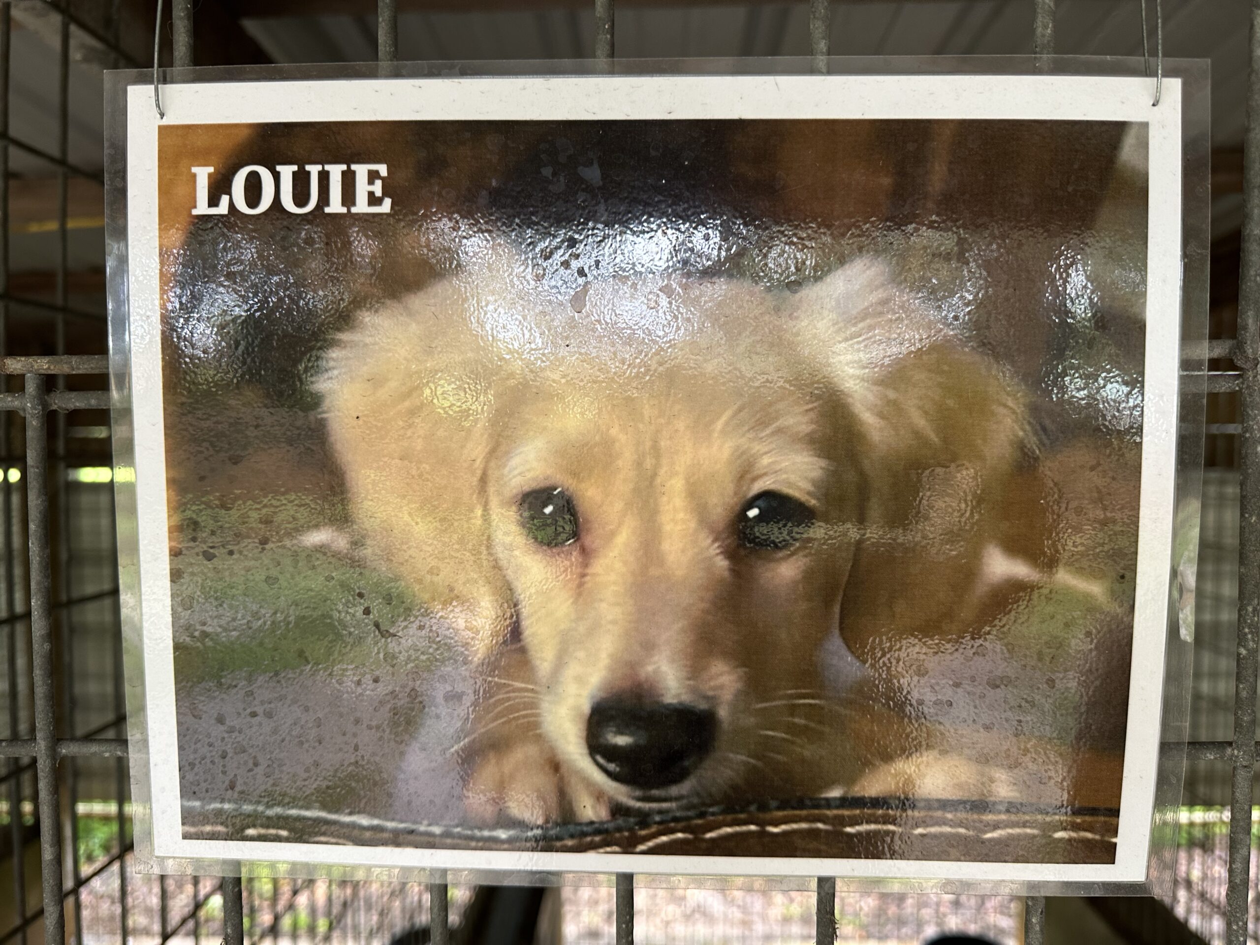 Louie Lewis Rucker - Male - Dachshund - Long Haired - Cream