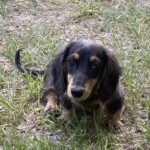 Allie Mae - Female - Dachshund - Long Haired - Black/Cream Dapple