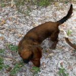 Rascal’s little Rusty - Male - Dachshund - Long Haired - Shaded Red