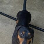 Liles Tennessee Rucker - Male - Dachshund - Short Haired - Black/Tan