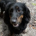 Bonnie - Female - Dachshund - Long Haired - Black /Tan