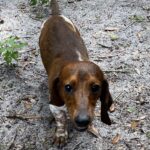 Arlow Gus Rucker - Male - Dachshund - Short Haired - Red/White Piebald