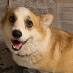 RedRoses Camptons Misha - Female - Corgi - Short Haired - Red/White