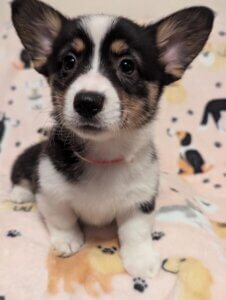 Thelma - Corgi Puppy - Rucker Ranch