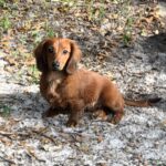 Coco - Female - Dachshund - Long Haired - Red