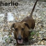 Sandra’s little Red Charlie - Male - Dachshund - Short Haired - Red