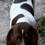 Bunny’s little Bessie - Female - Dachshund - Short Haired - Chocolate Piebald