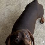 Bunny’s little Blossom - Female - Dachshund - Short Haired - Chocolate/Tan