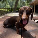 Hank the Tank - Male - Dachshund - Short Haired - Chocolate/Tan