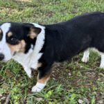 Raina - Female - Corgi - Short Haired - Black/Tan White Markings