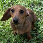Digits Dixie Girl - Female - Dachshund - Short Haired - Red
