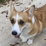 RedRoses Camptons Roxie - Female - Corgi - Short Haired - Red/White