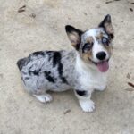 Campton W B Rucker - Male - Corgi - Short Haired - Blue Merle