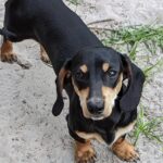 Bunny’s little Sam - Female - Dachshund - Short Haired - Black/Cream