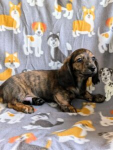 Doby - Male - Dachshund - Long Haired - Red Brindle