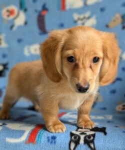 Sunny - Male - Dachshund - Long Haired - Shaded Cream