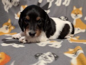 Baxsly - Male - Dachshund - Long Haired - Black/Tan Piebald