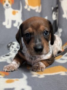 Hank - Male - Dachshund - Short Haired - Red Piebald