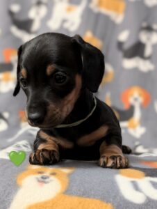 Liles - Male - Dachshund - Short Haired - Black/Tan