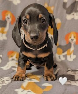 Snoopy - Male - Dachshund - Short Haired - Black/Tan