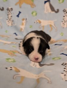 Blue - Male - Corgi - Long Haired - Tri Color