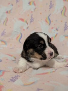 Red - Female - Corgi - Long Haired - Tri Color