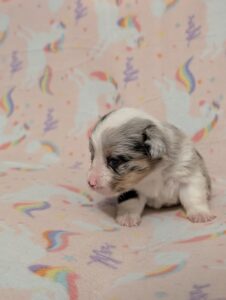 Yellow - Female - Corgi - Long Haired - Merle