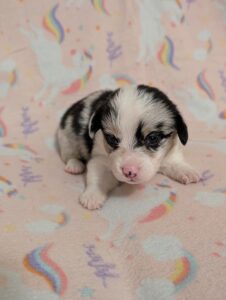 Orange - Female - Corgi - Long Haired - Merle