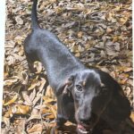 Bunny’s Bella Boo - Female - Dachshund - Short Haired - Black/Tan