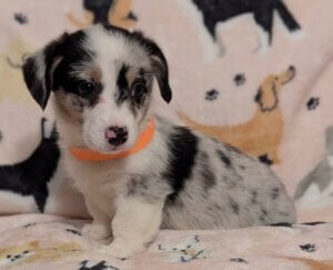 Bingo - Corgi Puppy - Rucker Ranch