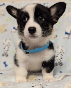 Lucky - Corgi Puppy - Rucker Ranch