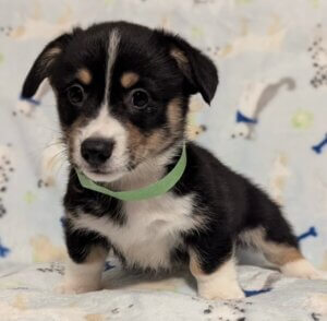 George - Corgi Puppy - Rucker Ranch