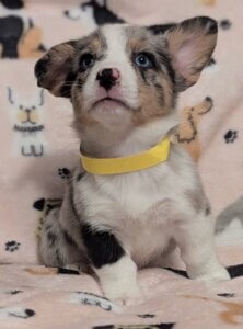 Bluie - Corgi Puppy - Rucker Ranch