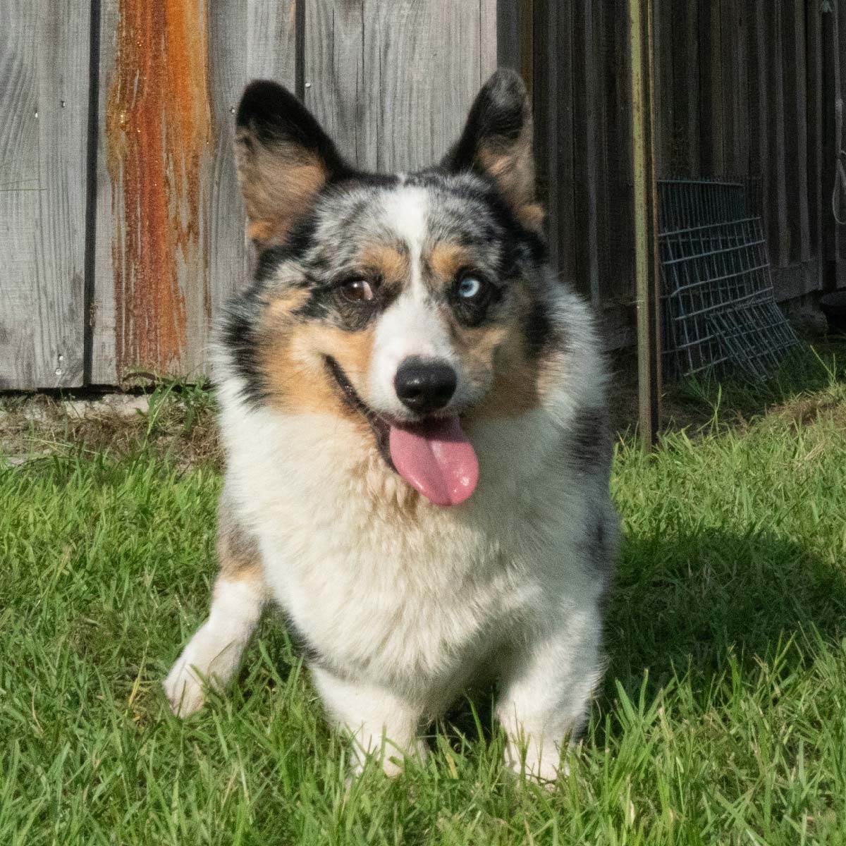 Happy Puppy Tongue