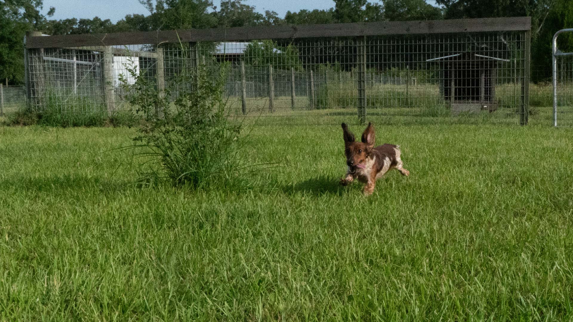 Running Puppy Fourth