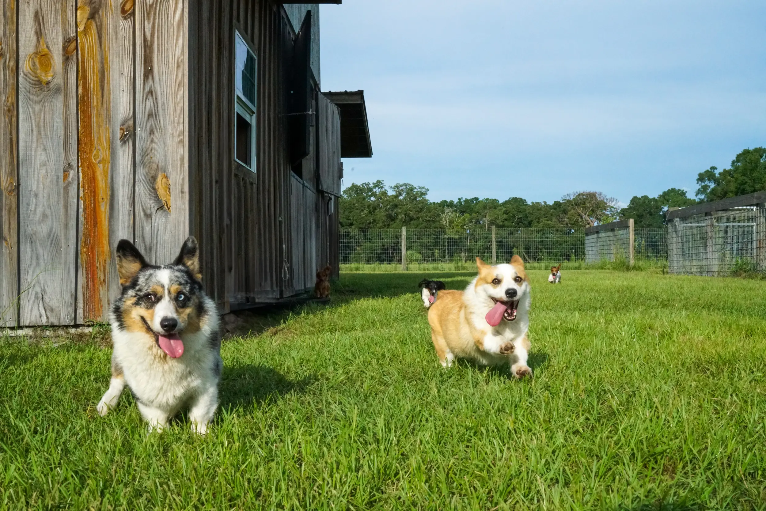 Rucker Ranch Corgi Puppies Playing With Tongues Out