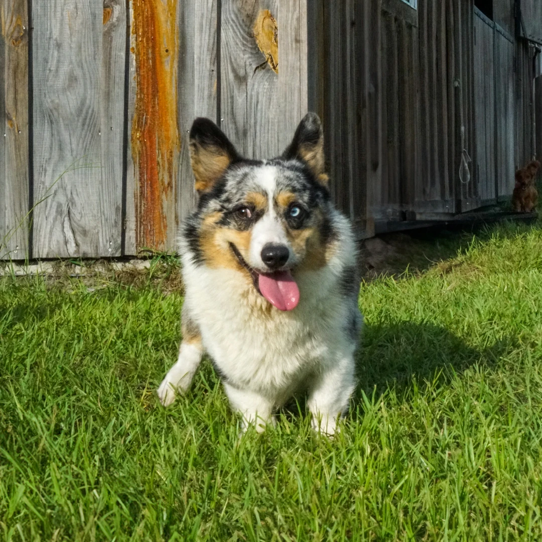 Rucker Ranch Corgi With Tongue Out