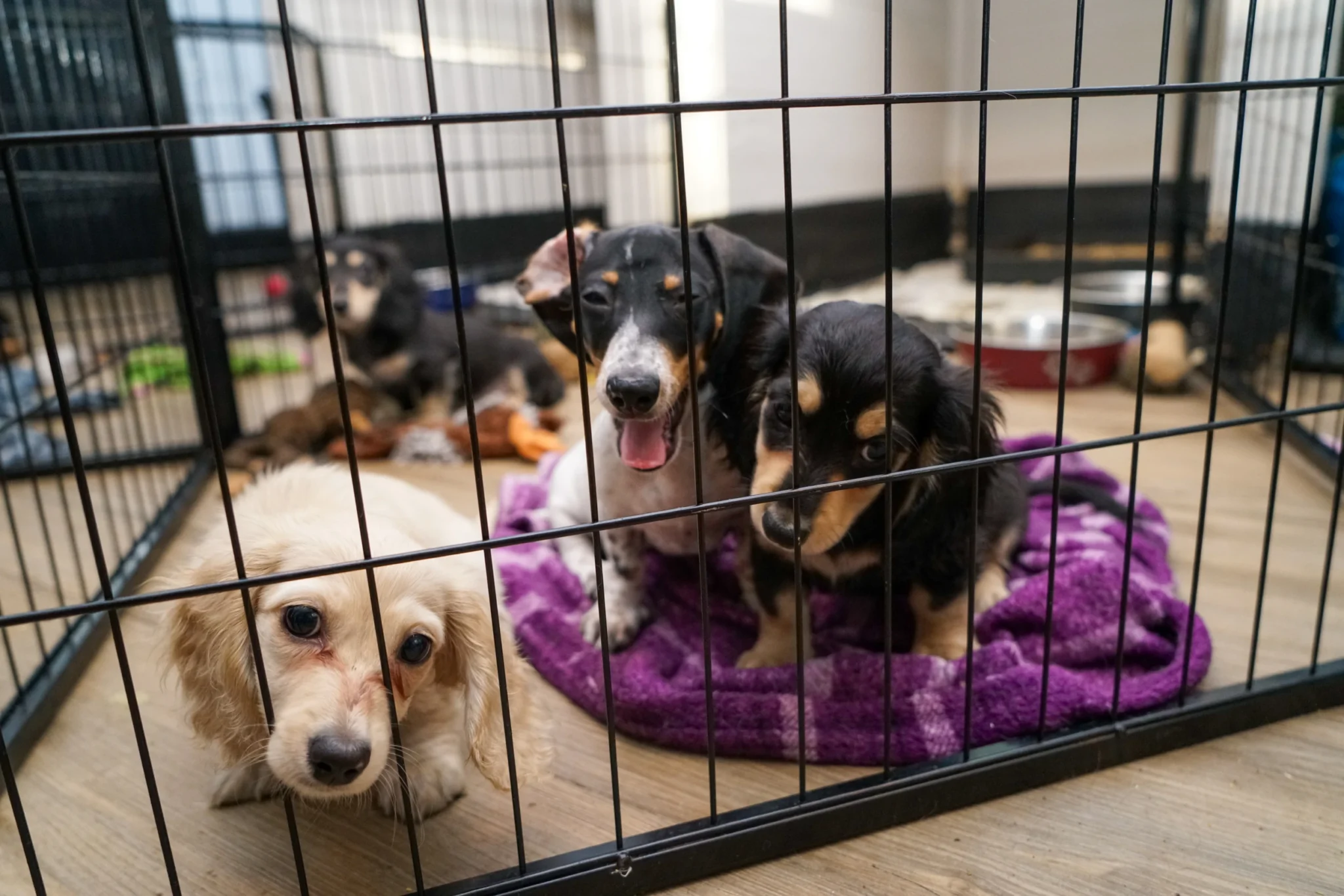 Rucker Ranch Dachshund & Corgi Puppy Room