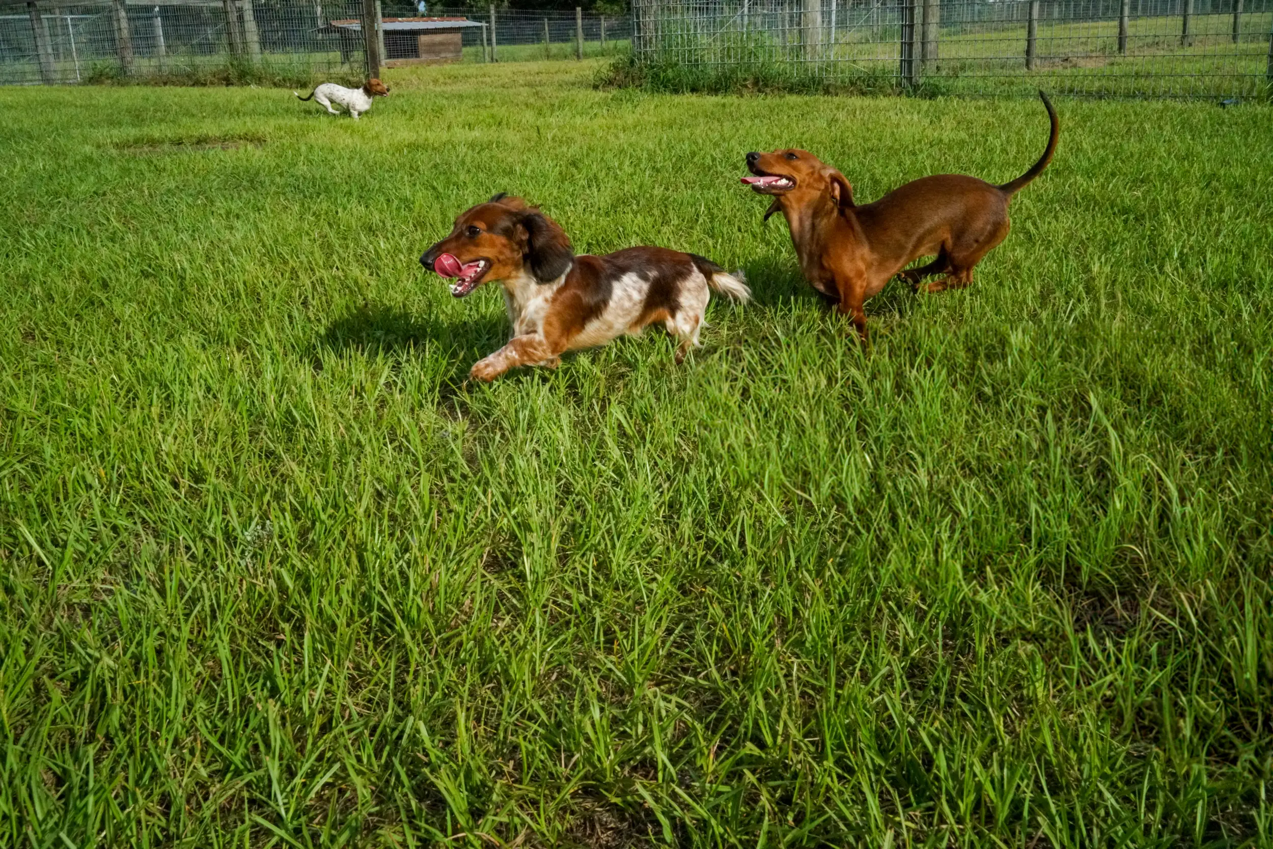 Rucker Ranch Dachshund Puppies Playing With Tongues Out