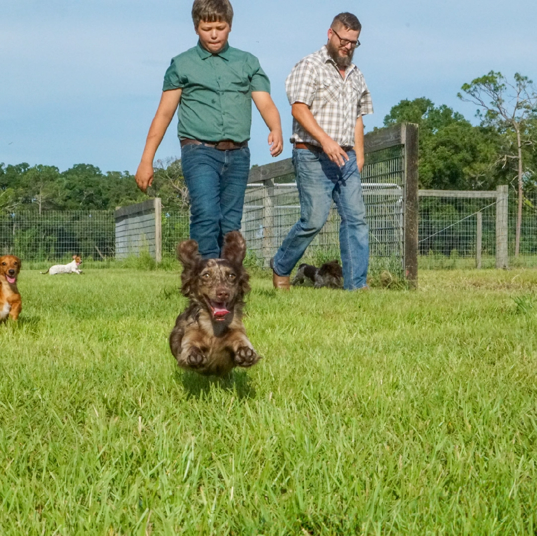 Rucker Ranch Dachshund Puppy Playing With Family In Play Area