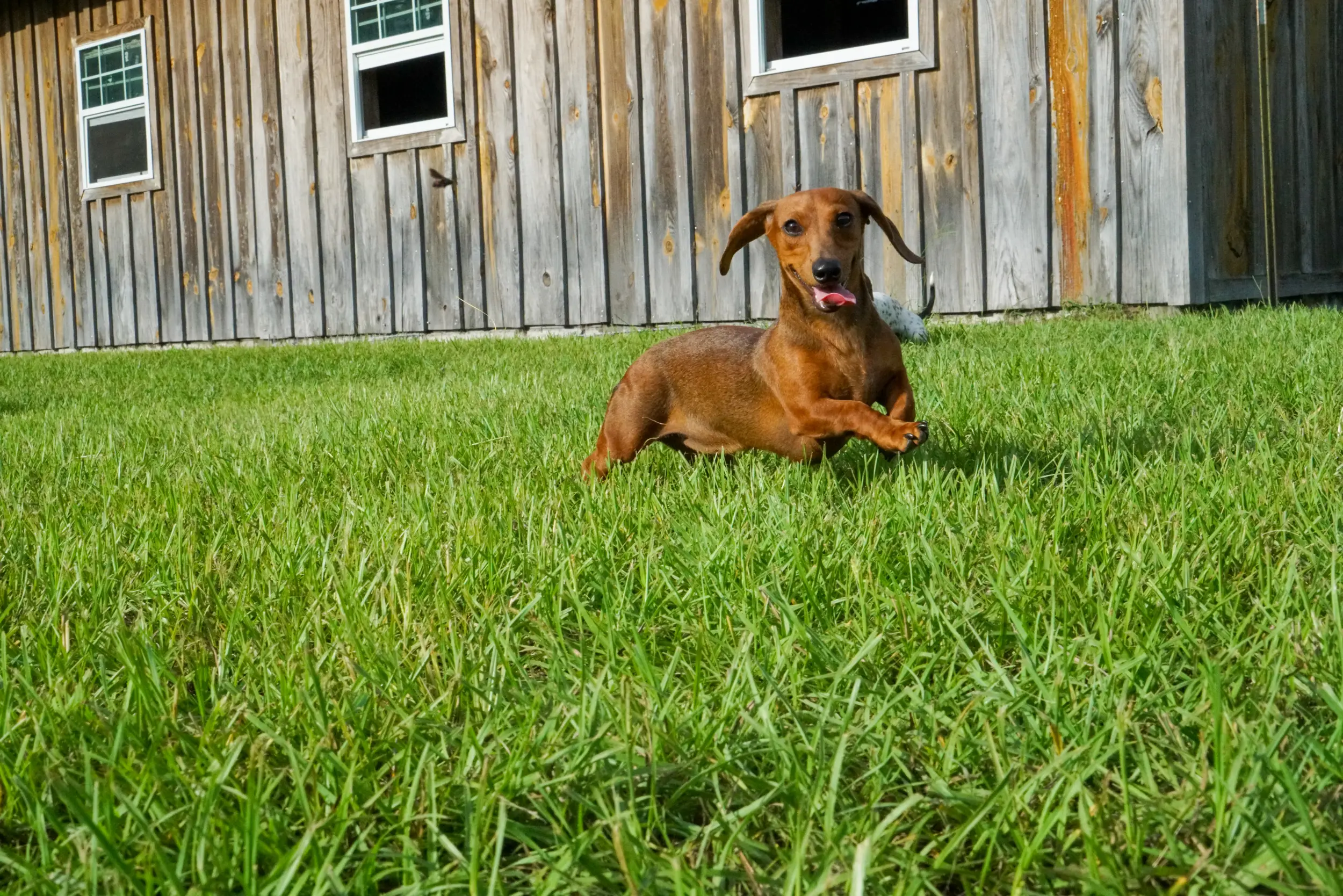 Rucker Ranch Dachshund With Tongue Out