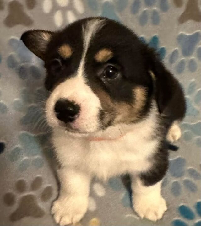 💙🩵💙🩵💙🩵💙 Corgi
