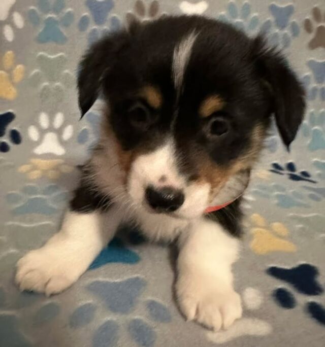 💙🩵💙🩵💙💙 Corgi