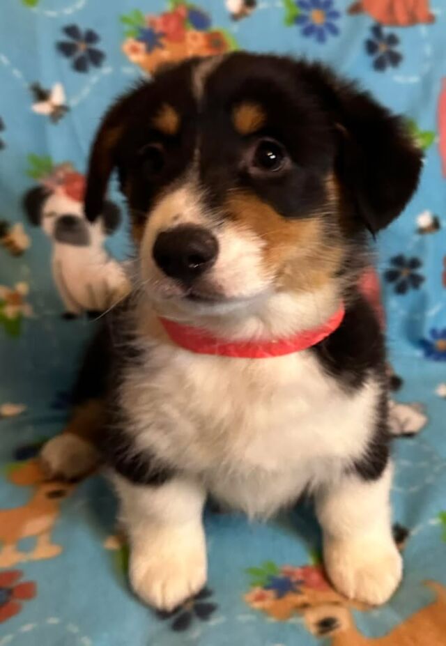Reggie 🩵💙🩵💙🩵